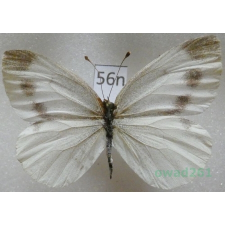 Pieris ergane (Geyer, 1828) Montenegro56n